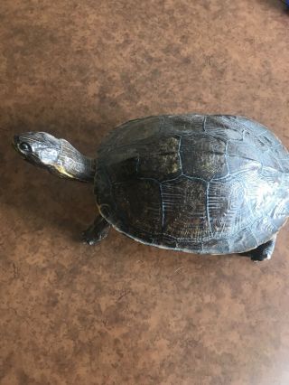 Taxidermy Vintage Turtle
