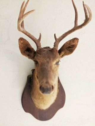 Taxidermy Mounts Deer Head Shoulder Whitetail 6 Points Vintage