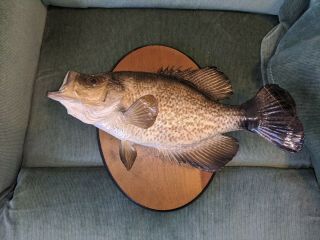 14 1/2 Inch Black Crappie Taxidermy Fish Mount Vintage But In Good Shape