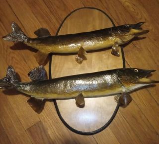 Vintage Real Mount Pike Fish? Pickerel? Taxidermy