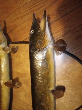 VINTAGE Real Mount Pike Fish? Pickerel? Taxidermy 2