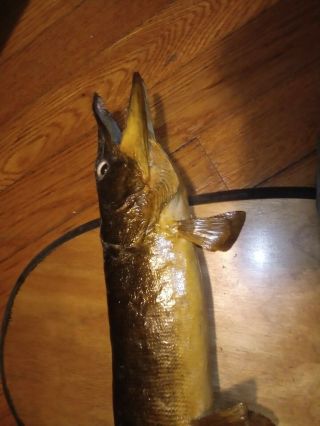 VINTAGE Real Mount Pike Fish? Pickerel? Taxidermy 3