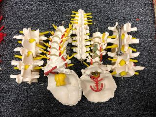 Vintage Model Spine Vertebrae Medical Usage 5 Sections For Study
