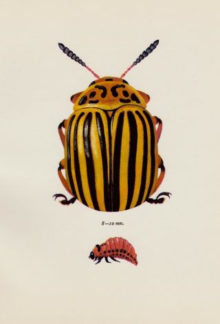 Antique Beetle Art Print Potato Beetle Insect Wall Art Office Decor 3168 - 138