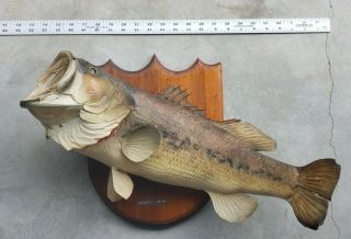 Huge 1973 Vintage Large Mouth Bass Taxidermy Real Skin Fish Mount