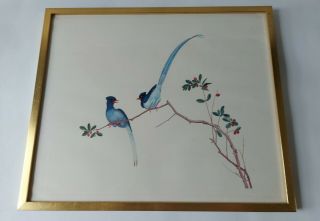 Oriental Vintage Print Of Blue Birds Of Paradise Framed & Glazed 42.  3c