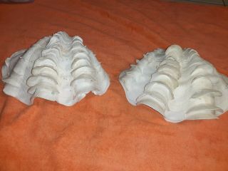 Vintage Large 10 " Natural Clam Shell Tridacna Gigas ? Seashell Top & Bottom