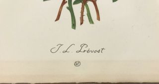 Set of 2 - Vintage Flower Floral Lithograph Art Print Jean Louis Prevost 2
