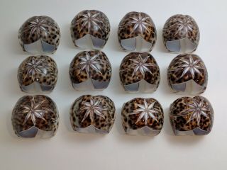 Set Of 12 Vintage Tiger Cowrie Sea Shell Napkin Rings Carved Flower Spotted