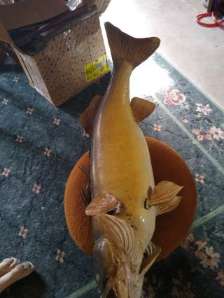Real Skin Mount Walleye Fish Taxidermy Vtg Mount Needs Some Tlc 25 "