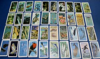 Vintage Brooke Bond Can Collector Red Rose Tea Cards - Exploring The Ocean 1