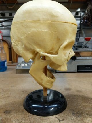 Vintage Human Skull Model By Lindberg Line Macabre Sculpture Harley Goth Punk