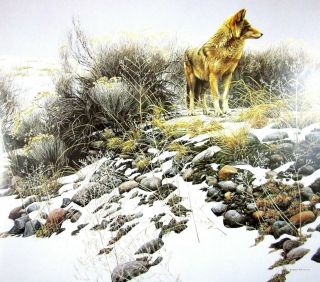 Vintage Art Robert Bateman 2in1 Coyote Winter Sage 1979 Polar Bear Profile 1976