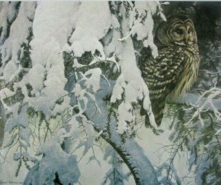 Vintage Art Robert Bateman Barred Owl Winter Snow Tree Bird Of Prey 1984
