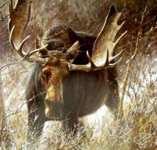 Vintage Art Robert Bateman Challenge Bull Moose Big Country Pronghorn Antelope