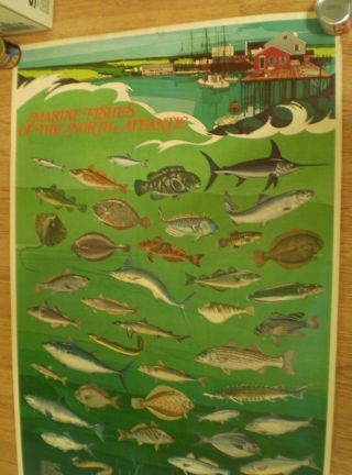 Poster Marine Fishes Of The North Atlantic Noaa Us Dept Of Commerce 1973