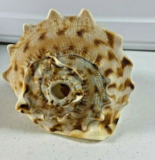 Large Queen Helmet Conch Sea Shell Vintage