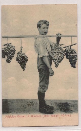 Vintage Postcard Adelaide Grapes S.  A 1909