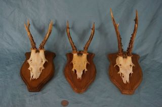 Set Of 3 Vintage Roe Deer Skulls Wallmounts With Strong Antlers