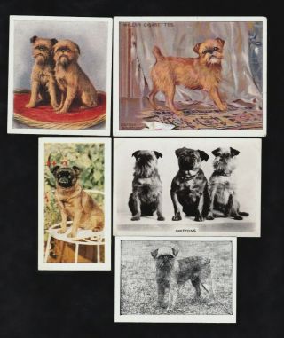 5 Different Vintage Griffon Brussels Tobacco/cigarette/food Dog Cards