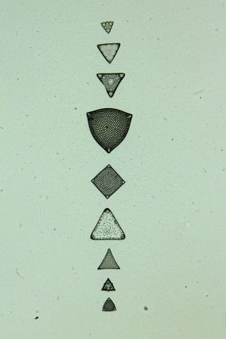 Vintage Microscope Slide By K.  R.  Green.  Diatoms Type Slide With Species List.