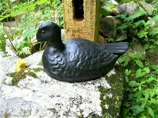 Vintage Carry - Lite Paper Mache Mud Hen Decoy Old Coot With Painted Eyes