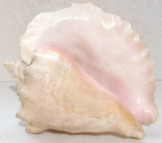 Vintage Large Pink Sea Shell Natural Conch Ocean Seashell 9 " Beach Decor