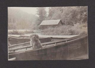 Cute Dog Waiting In Rowboat Woodland Lake Old/vintage Photo Snapshot - M226
