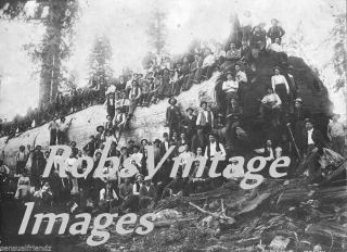 Logging Camp On California Giant Sequoia Redwood Log Early 1900 Vintage Photo