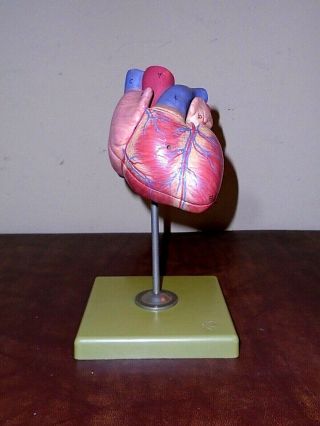 Neat Vintage Somso Anatomical Model 2 - Part Human Heart W/ Stand W Germany