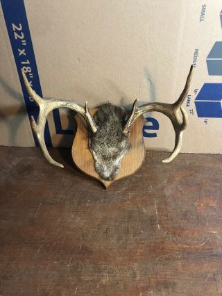 Vintage 8 Points Whitetail Deer Antlers Mounted On Board