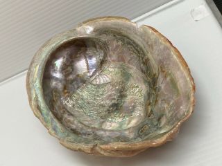 Vintage Large Abalone Shell,  7 " X 5.  3/4” Seashell Decor Jewelry Smudge Tray