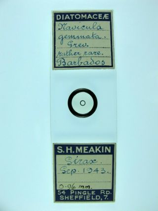 Vintage Microscope Slide By S.  H.  Meakin.  Diatom.  Navicula Gemmata.  (rather Rare).