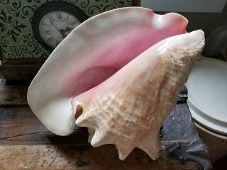 Queen Conch Shell Seashell Horned 10” No Harvest Hole Vintage