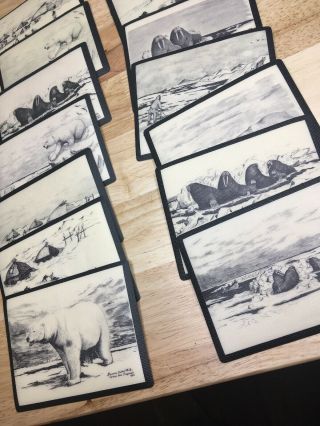 14 Vintage Florence Malewotkuk Bering Sea Originals Coasters Polar Bear Wolf 3