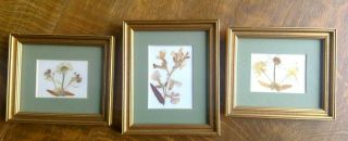 Set Of 3 - Vintage Hand Pressed Flowers - Framed In Gold & Matted Professionally