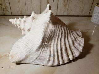 Extra Large Vintage Queen Conch Seashell Sea Shell Pink 8 " (no Harvest Hole)