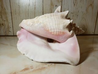 Extra Large Vintage Queen Conch Seashell Sea Shell Pink 8 