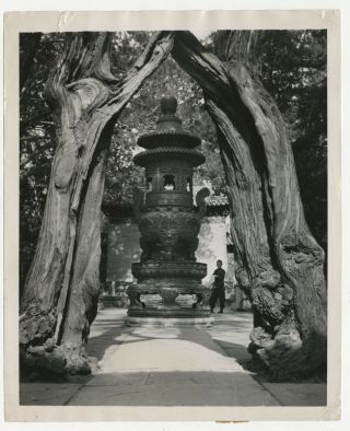 Vtg 1947 Chinese Photograph Forbidden City Gardens Beijing Peking China