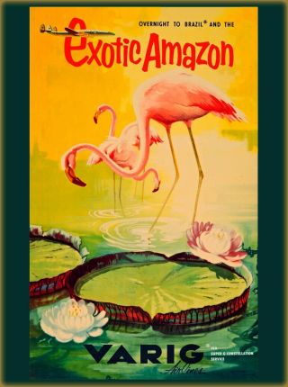 Brazil Flamingo Birds By Airplane South America Travel Advertisement Art Poster