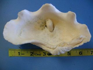 Vintage Real Clam Sea Shell With Pearl? Tridacna Gigas Giant Shells Squamosa