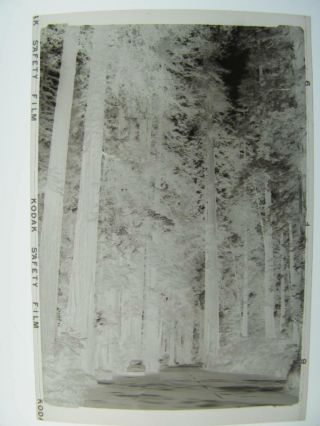 Vintage Photo Negative Of Avenue Of The Giant Sequoia Trees In California Park