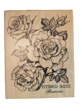 Vintage Psx Rubber Stamp Hybrid Rose Rosa Rosaceae K - 1636 Wood Mounted 1995 Usa