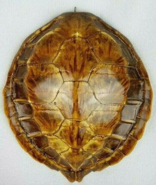 Large Vintage Turtle Shell - 11” X 9” - Taxidermy -