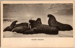 Taxidermy Pacific Walrus Field Museum Chicago Il Vintage Postcard E14