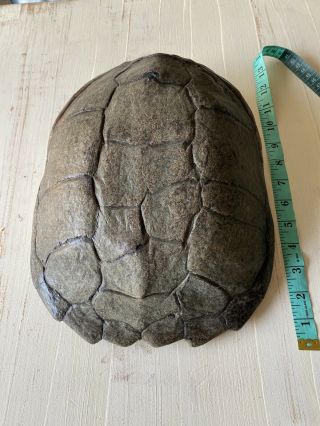 Vintage Turtle Shell Taxidermy 12x10 Inch