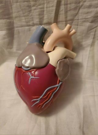 Vintage 1959 Merck Sharp And Dohm Anatomical Heart Model Organ Dr.  Office 6 "