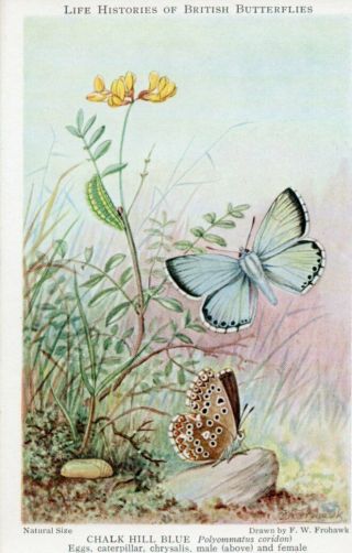 Vintage British Museum Postcard: Chalk Hill Blue Butterfly E294