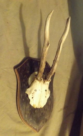 Vintage German Roe Deer Antler Head Plate Taxidermy Mount Trophy Shield Plaque