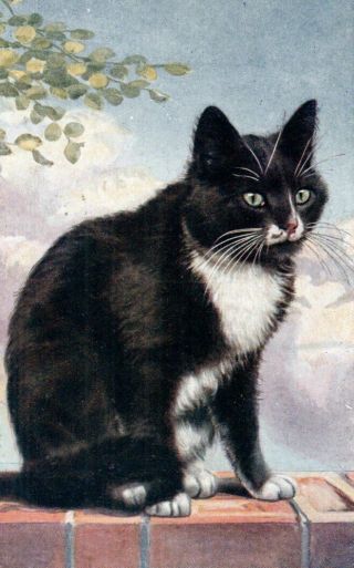 Vintage Art Postcard: Black & White Cat Sitting On A Wall